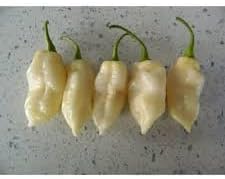 White Ghost Pepper Capsicum chinense seeds for garden planting